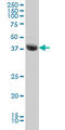 Serine/Threonine Kinase 17b antibody, LS-B6195, Lifespan Biosciences, Western Blot image 