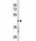 SPARC antibody, F53733-0.1ML, NSJ Bioreagents, Western Blot image 