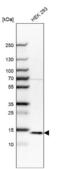 RNA Polymerase II Subunit I antibody, NBP1-92344, Novus Biologicals, Western Blot image 