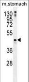 RNF36 antibody, LS-B12971, Lifespan Biosciences, Western Blot image 