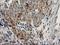Microtubule-associated protein RP/EB family member 2 antibody, LS-C172949, Lifespan Biosciences, Immunohistochemistry frozen image 