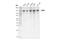 Leucyl-TRNA Synthetase antibody, 35509S, Cell Signaling Technology, Western Blot image 