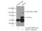 IKAROS Family Zinc Finger 1 antibody, 12016-1-AP, Proteintech Group, Immunoprecipitation image 