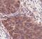 Eukaryotic Translation Initiation Factor 4E Binding Protein 2 antibody, PA5-17527, Invitrogen Antibodies, Immunohistochemistry frozen image 