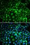 RuvB Like AAA ATPase 2 antibody, LS-C747661, Lifespan Biosciences, Immunofluorescence image 