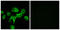 Cell Adhesion Associated, Oncogene Regulated antibody, LS-C119446, Lifespan Biosciences, Immunofluorescence image 