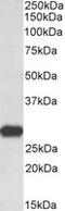 Latexin antibody, MBS420242, MyBioSource, Western Blot image 