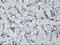 Neuroplastin antibody, M08495, Boster Biological Technology, Immunohistochemistry paraffin image 