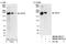 Microtubule Associated Protein 4 antibody, NB100-74616, Novus Biologicals, Western Blot image 