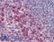Interleukin 27 antibody, LS-B2719, Lifespan Biosciences, Immunohistochemistry frozen image 