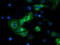 Beclin 1 antibody, LS-C172840, Lifespan Biosciences, Immunofluorescence image 