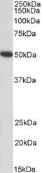 Homeobox protein Hox-A5 antibody, 43-667, ProSci, Western Blot image 