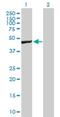 RCC1 Like antibody, H00081554-B01P, Novus Biologicals, Western Blot image 