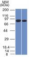Calnexin antibody, GTX17859, GeneTex, Western Blot image 