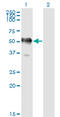 Glyceraldehyde-3-Phosphate Dehydrogenase, Spermatogenic antibody, LS-C105130, Lifespan Biosciences, Western Blot image 
