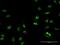 Regulatory Factor X2 antibody, H00005990-B01P, Novus Biologicals, Immunofluorescence image 