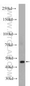 Actin Alpha Cardiac Muscle 1 antibody, 23082-1-AP, Proteintech Group, Western Blot image 