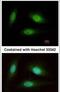 WD Repeat Domain 91 antibody, PA5-30533, Invitrogen Antibodies, Immunofluorescence image 