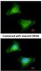 Atlastin-1 antibody, NBP1-31714, Novus Biologicals, Immunocytochemistry image 