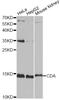 Cytidine Deaminase antibody, LS-C748974, Lifespan Biosciences, Western Blot image 