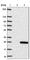 B9 domain-containing protein 2 antibody, HPA042618, Atlas Antibodies, Western Blot image 