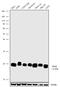 Ras Homolog Family Member B antibody, 702242, Invitrogen Antibodies, Western Blot image 