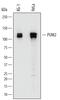 Pumilio RNA Binding Family Member 2 antibody, AF7415, R&D Systems, Western Blot image 