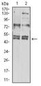 C-X-C Motif Chemokine Receptor 3 antibody, NBP2-61681, Novus Biologicals, Western Blot image 