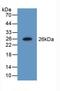 NME/NM23 Family Member 5 antibody, LS-C374952, Lifespan Biosciences, Western Blot image 