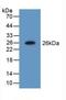 Nucleoside diphosphate kinase homolog 5 antibody, LS-C374952, Lifespan Biosciences, Western Blot image 