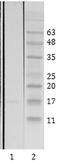 Lysine Acetyltransferase 5 antibody, MA1-71511, Invitrogen Antibodies, Western Blot image 