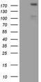 Fms Related Tyrosine Kinase 4 antibody, LS-C340130, Lifespan Biosciences, Western Blot image 