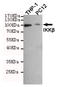 Inhibitor Of Nuclear Factor Kappa B Kinase Subunit Beta antibody, TA346977, Origene, Western Blot image 