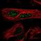 WD repeat-containing protein 85 antibody, NBP1-86714, Novus Biologicals, Immunofluorescence image 