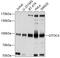 General Transcription Factor IIIC Subunit 4 antibody, 23-830, ProSci, Western Blot image 