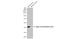 Actin Alpha 2, Smooth Muscle antibody, GTX100034, GeneTex, Western Blot image 