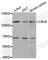 Cbl Proto-Oncogene B antibody, A2014, ABclonal Technology, Western Blot image 