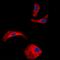 Olfactomedin Like 2A antibody, orb256735, Biorbyt, Immunofluorescence image 