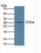 Fc Fragment Of IgA Receptor antibody, LS-C374123, Lifespan Biosciences, Western Blot image 