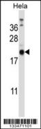 Proline Rich And Gla Domain 1 antibody, 57-002, ProSci, Western Blot image 