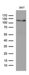 Retinoblastoma-like protein 1 antibody, MA5-27449, Invitrogen Antibodies, Western Blot image 