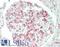 Adiponectin, C1Q And Collagen Domain Containing antibody, LS-B13178, Lifespan Biosciences, Immunohistochemistry paraffin image 