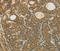 Transgelin 2 antibody, MBS2527966, MyBioSource, Immunohistochemistry frozen image 