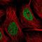 Heterogeneous Nuclear Ribonucleoprotein R antibody, NBP1-89676, Novus Biologicals, Immunofluorescence image 