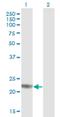 ADP Ribosylation Factor Like GTPase 4D antibody, H00000379-B01P, Novus Biologicals, Western Blot image 