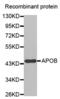 Apolipoprotein B antibody, abx000052, Abbexa, Western Blot image 