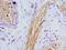 Presenilin 1 antibody, LS-C376425, Lifespan Biosciences, Immunohistochemistry frozen image 