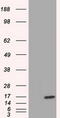 Tetratricopeptide Repeat Domain 32 antibody, CF501338, Origene, Western Blot image 