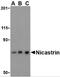 NCSTN antibody, 3983, ProSci, Western Blot image 