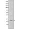 Trafficking Protein Particle Complex 5 antibody, abx219122, Abbexa, Western Blot image 